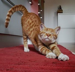 cat stretching